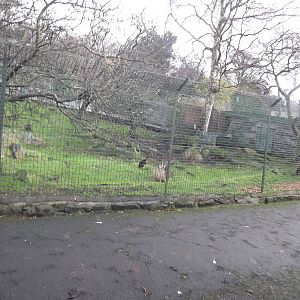 Swamp wallaby enclosure at Edinburgh Zoo 28/12/11