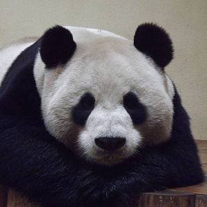 Giant panda at Edinburgh Zoo 28/12/11