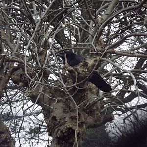 Common raven at Edinburgh Zoo 28/12/11