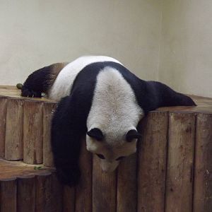 Giant panda at Edinburgh Zoo 28/12/11
