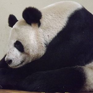 Giant panda at Edinburgh Zoo 28/12/11