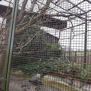Egyptian vulture enclosure at Edinburgh Zoo 28/12/11