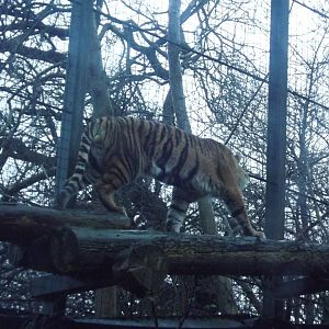 Sumatran tiger at Edinburgh Zoo 28/12/11