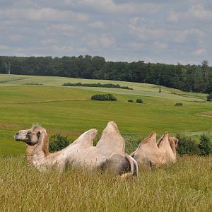 Camels in great enclosure