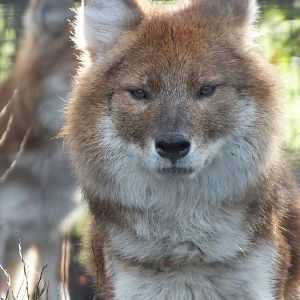 Dhole (Cuon Alpinus) - Twycross Zoo, December 29 2011