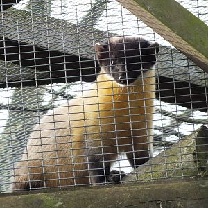 Northern yellow-throated marten (Martes flavigula aterrima) - Twycross Zoo,