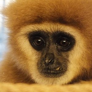 Lar Gibbon (Hylobates lar) - Twycross Zoo, December 29 2011