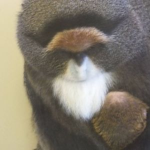 De Brazza's monkey (Cercopithecus neglectus) with infant - Twycross Zoo, De