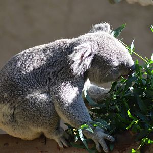 Koala