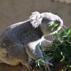 Koala
