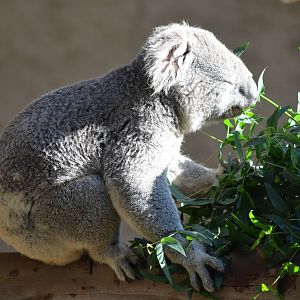 Koala