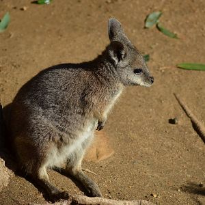 Tammar Wallaby