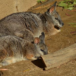 Tammar Wallabies