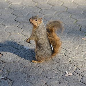Fox Squirrel