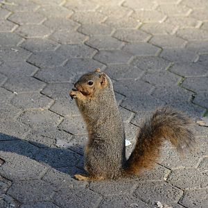 Fox Squirrel