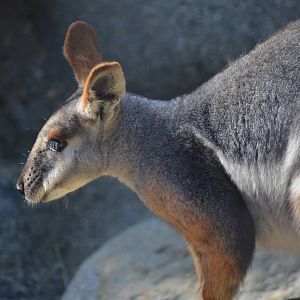 Yellow-footed Rock Wallaby