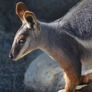 Yellow-footed Rock Wallaby