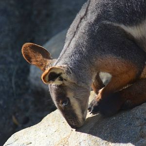 Yellow-footed Rock Wallaby