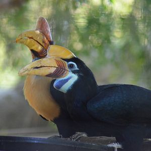 Red-knobbed Hornbills