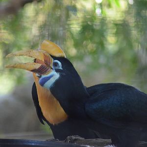 Red-knobbed Hornbills