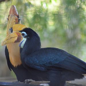 Red-knobbed Hornbills