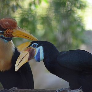 Red-knobbed Hornbills