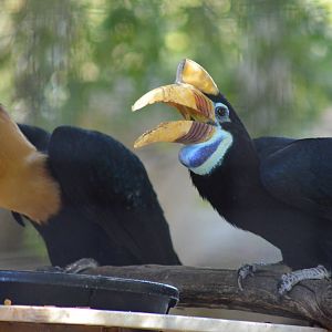 Red-knobbed Hornbills