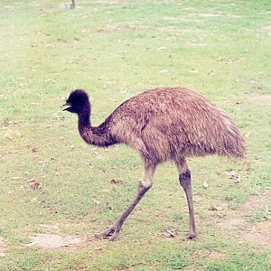 Emu - Dec 1976
