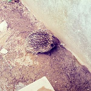 Echidna - Dec 1976
