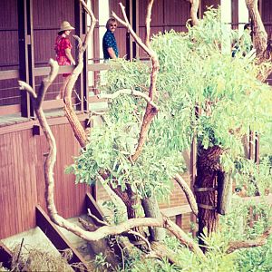 Koala House - Dec 1976
