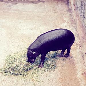 Pygmy Hippo - Dec 1976