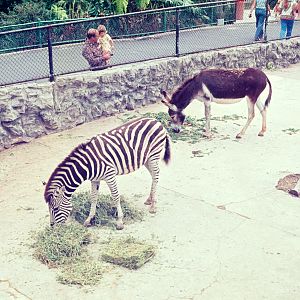 Zebra and Donkey - Dec 1976