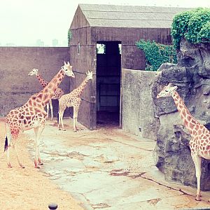 Giraffe - Dec 1976