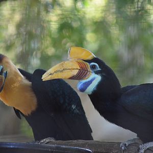 Red-knobbed Hornbill