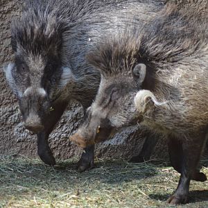 Visayan Warty Pigs