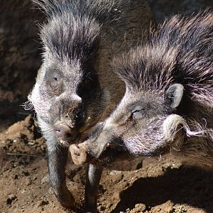 Visayan Warty Pigs