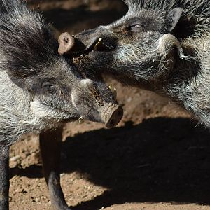 Visayan Warty Pigs