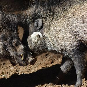 Visayan Warty Pigs