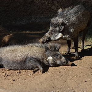 Visayan Warty Pigs