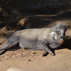 Visayan Warty Pig
