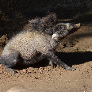 Visayan Warty Pig