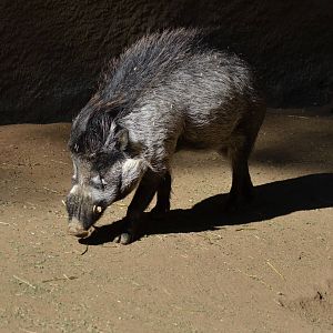 Visayan Warty Pig