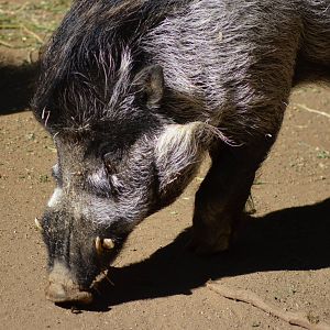 Visayan Warty Pig