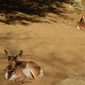 Peninsular Pronghorns