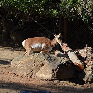 Peninsular Pronghorns