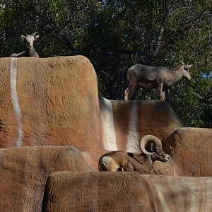 Desert Bighorn Sheep