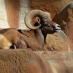 Desert Bighorn Sheep