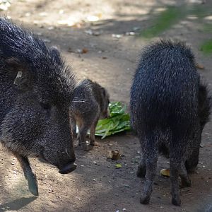 Chacoan Peccaries