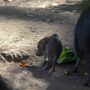 Chacoan Peccaries