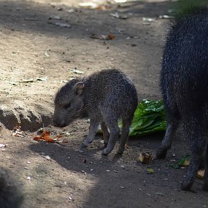 Chacoan Peccaries